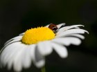 ladybug5208889_1280.jpg